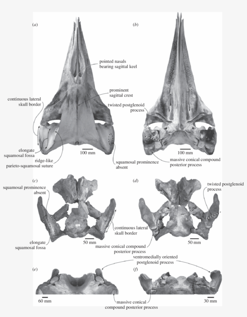 Comparison And Shared Features Of The Skulls Of The - Pygmy Right Whale, transparent png download