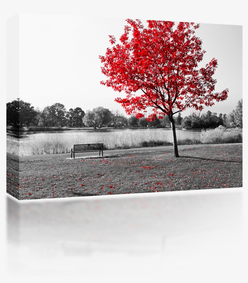 Red Tree Over Park Bench - Ghosts, Flames &amp; Ashes : Poems About Life, transparent png download