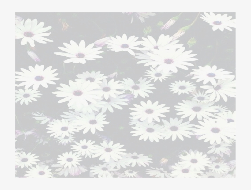 Amanda Michelle Seyfried - Google+, transparent png download