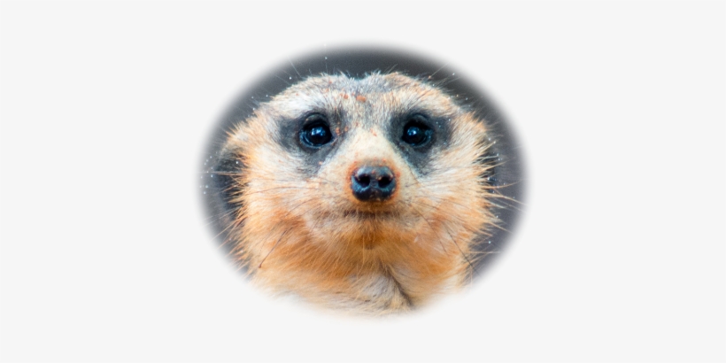 Meerkat Head 2 - Animal Jam Clans, transparent png download