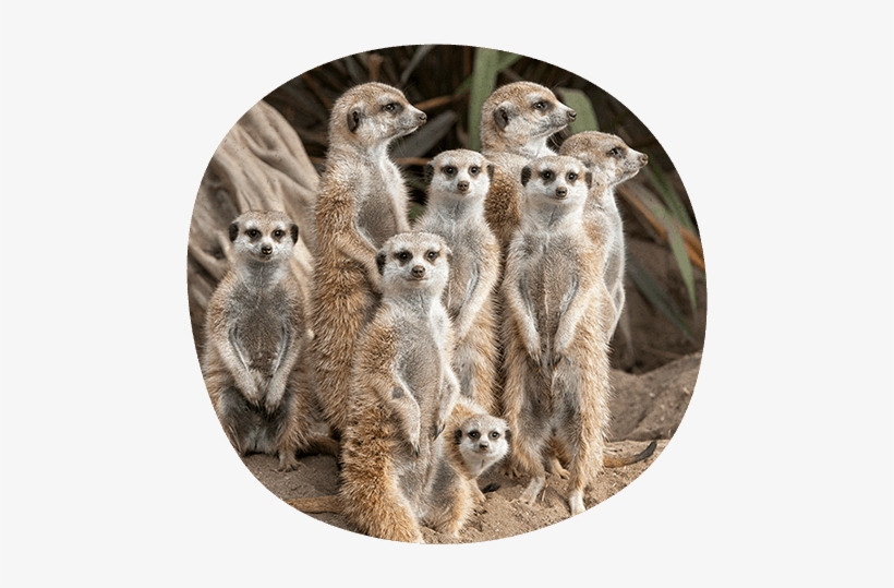 Seven Adult Meerkats Standing With One Baby In Front - Do Snakes In A Zoo Or Safari Eat, transparent png download