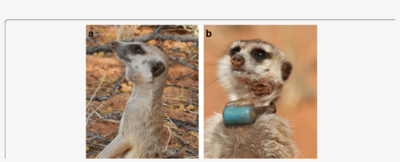 Meerkats With Pathology Typical Of Tuberculosis Caused - Tuberculosis, transparent png download