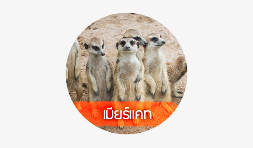 Meerkat, transparent png download
