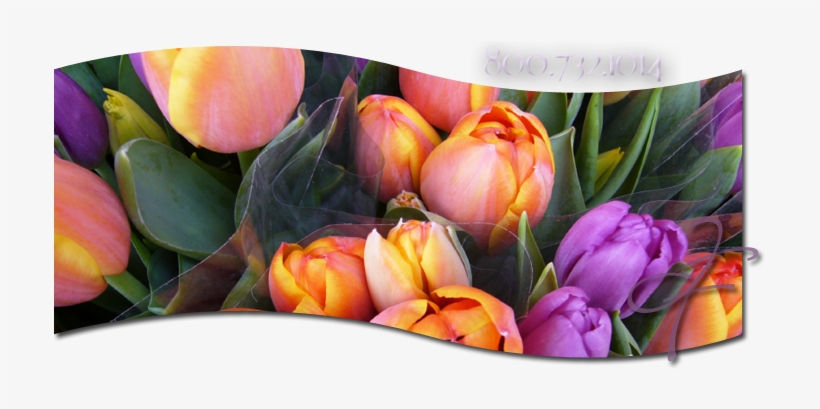 Easter Flowers Baltimore Cockeysville Towson - Baltimore, transparent png download