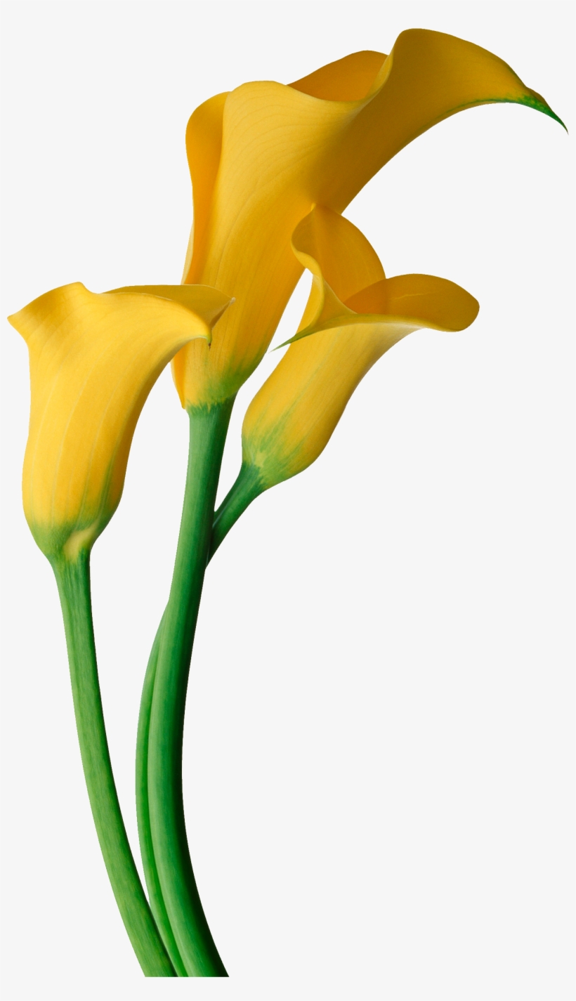 Easter Flower Clipart Calla Lily - Calla Lily Flower Png, transparent png download
