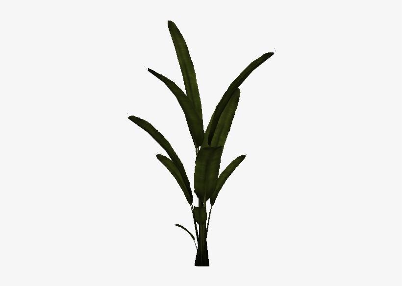 Palm Plant - Houseplant, transparent png download