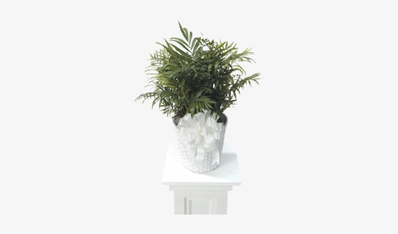 Palm Plant - Chamaedorea Elegans, transparent png download