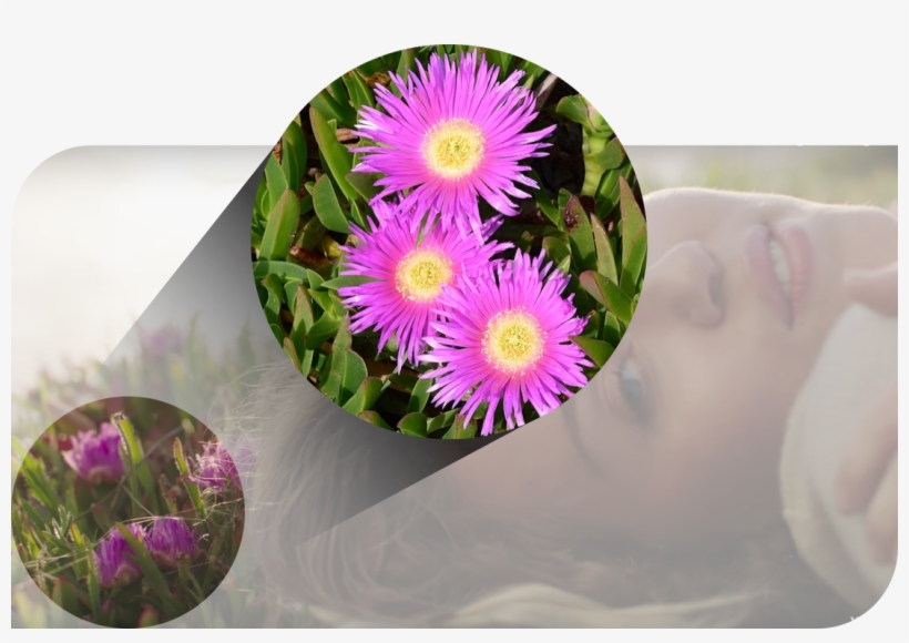 Here, A Non-native Invasive Rests Her Head Upon A Mat - Karkalla, transparent png download