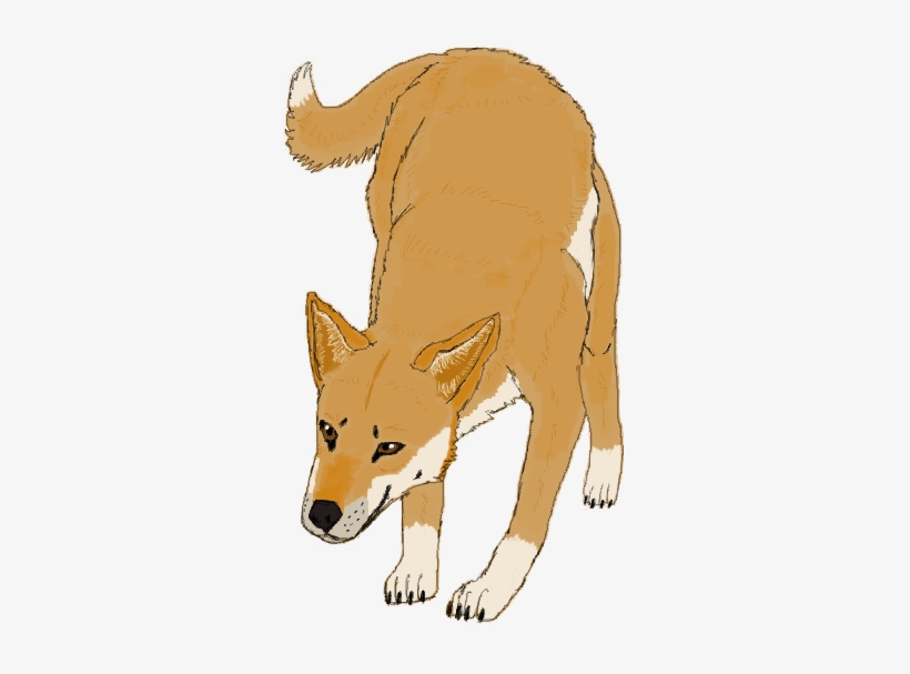 Dingo, transparent png download
