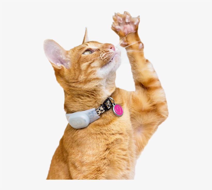 Red Dingo - Pet Tags - Red Dingo Cat Tag, transparent png download