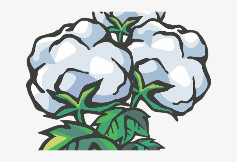 Cotton Clipart Cotton Ball - Cotton, transparent png download