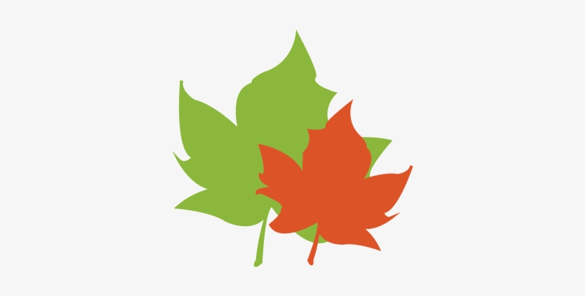 Leaf Pack Network® Is An Initiative Of Stroud™ Water - Maple Leaf, transparent png download