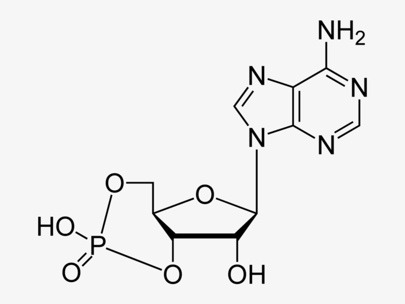 Cyclic Adenosine Monophosphate 2d Skeletal - Happiness Molecule / Serotonin Molecule Necklace For, transparent png download