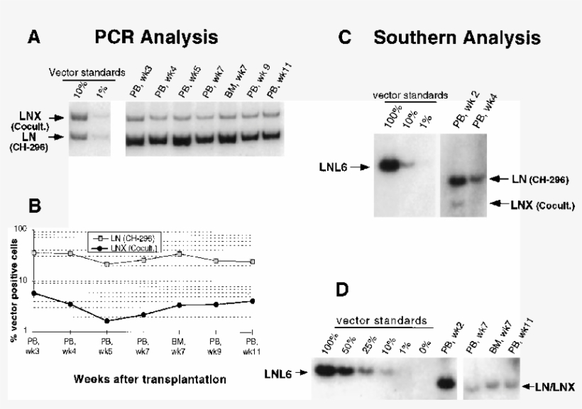 Detection Of Vector Sequences In Peripheral Blood And - Number, transparent png download