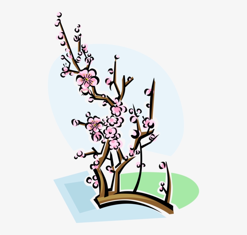 Vector Illustration Of Chinese Plum Blossom Flowering, transparent png download