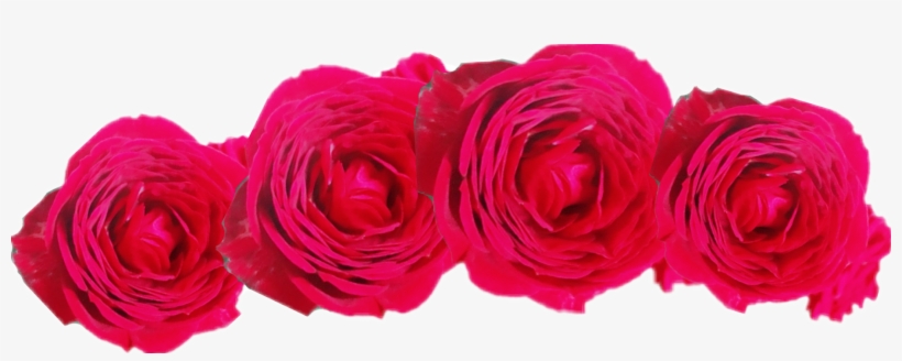 Report Abuse - Rosa × Centifolia, transparent png download