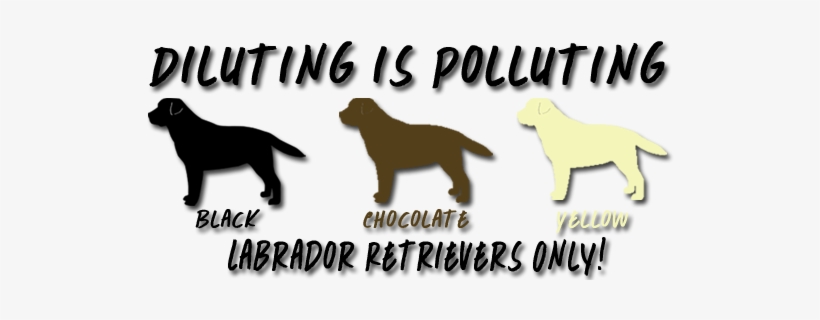 Riorock Puppies Available * - Labrador Retriever, transparent png download