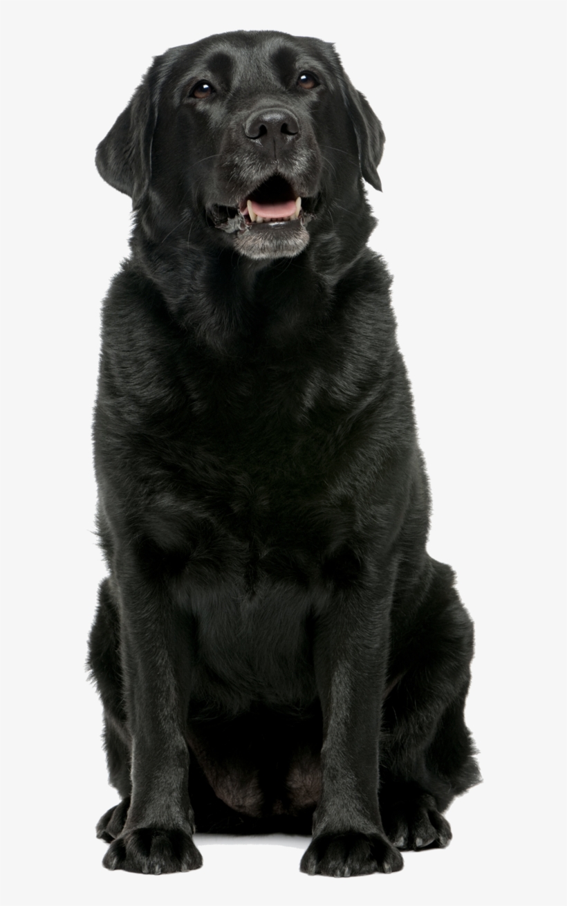 Home Page Black Lab - Black Labrador Retriever Sitting, transparent png download