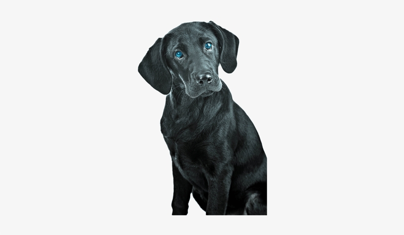 labrador retriever small