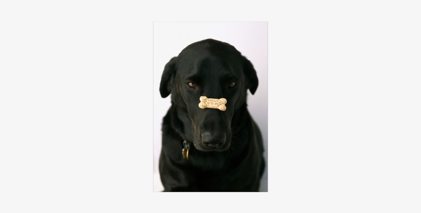 Yarmouth, Maine Print - Poster: Curtsinger's Black Lab With A Dog Biscuit On, transparent png download