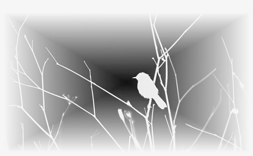 Pajaritopb9 - Northern Grey Shrike, transparent png download