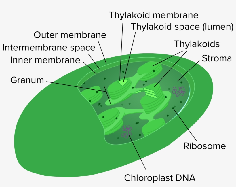 Mitocondria Y Cloroplasto, transparent png download