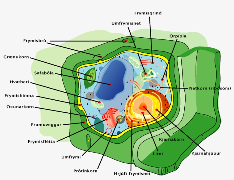 Plant Cell Structure Icelandic Text - Morfologia De La Celula Vegetal, transparent png download
