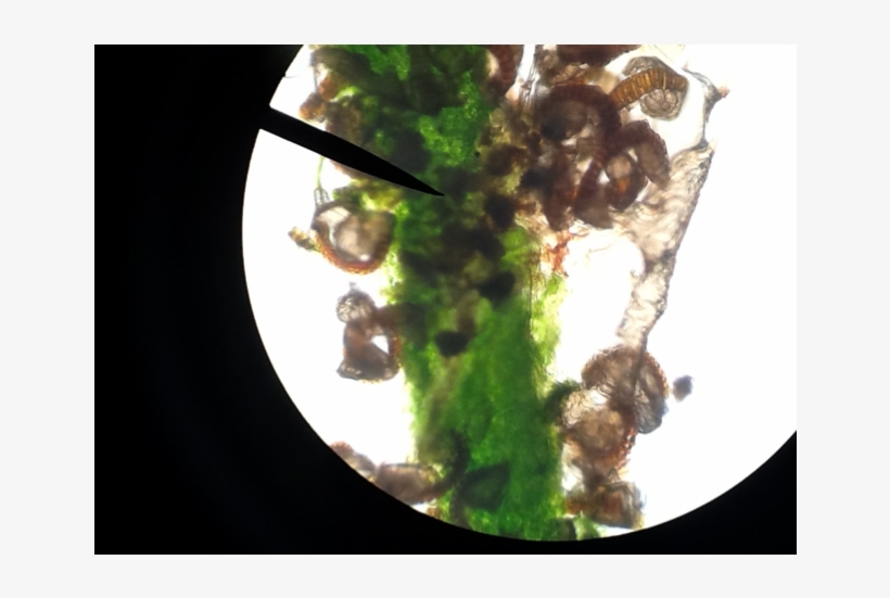 Biology Plant Cells - Sannakji, transparent png download