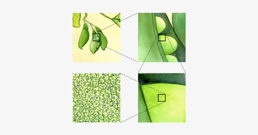 Illistration Of Pea Cells As Part Of The Pea Plant - Pea Starch Branching Enzyme, transparent png download