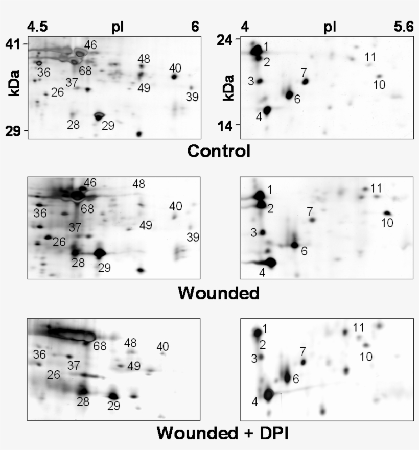 Proteomicsdpi - Android, transparent png download