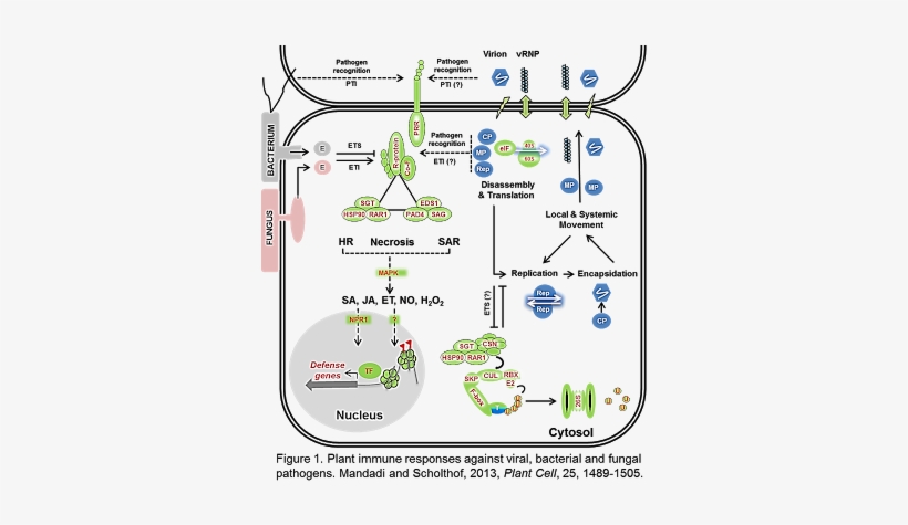 Plant Immune System - Plant Immune Response Sar, transparent png download