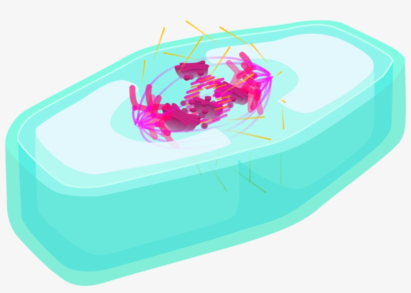 Open - 2000px Plant_cell Prophase, transparent png download