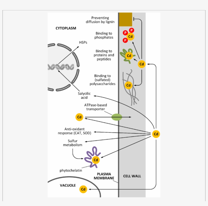 How The Cell Wall Can Act As A Barrier Against Cd Pollution - Cell, transparent png download
