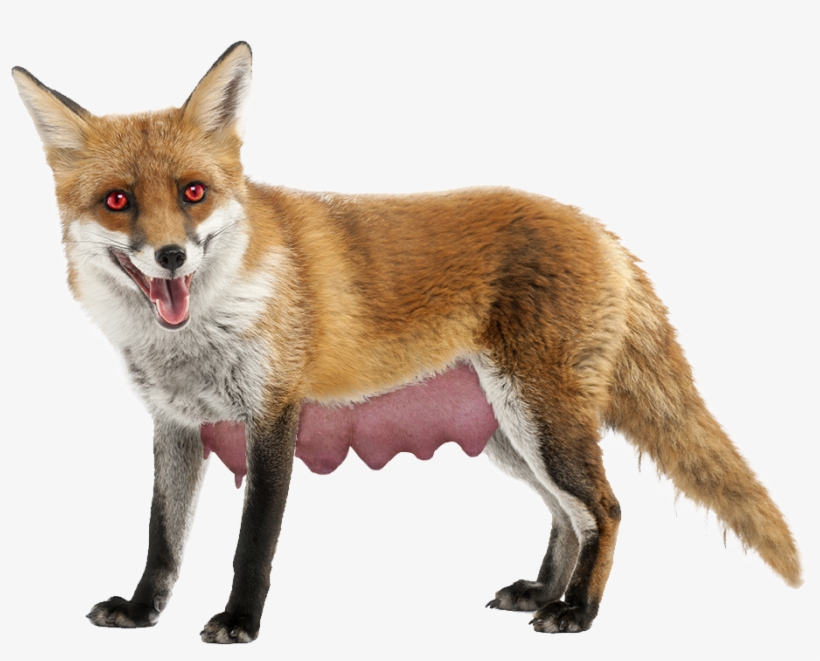 Long Nippled Fox, transparent png download