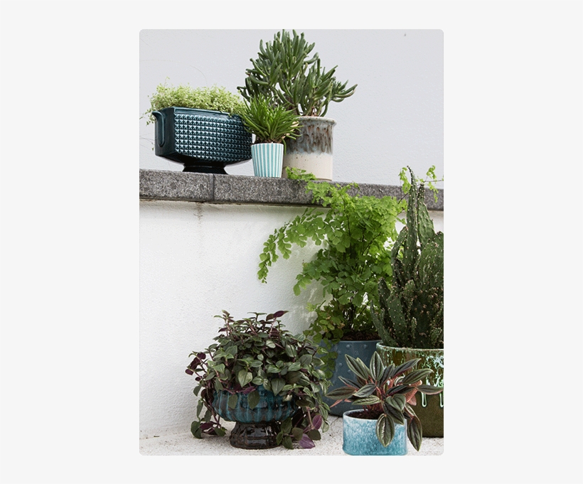 I Have Used My Growing Plant Collection As A Great - Houseplant, transparent png download