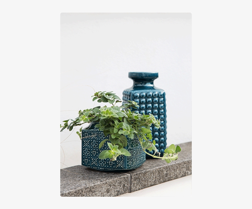 They Do Great Vases And Pots So You Can Display Your - Houseplant, transparent png download