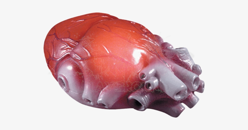 Color Changing Realistic Heart - Parts Of Body, transparent png download