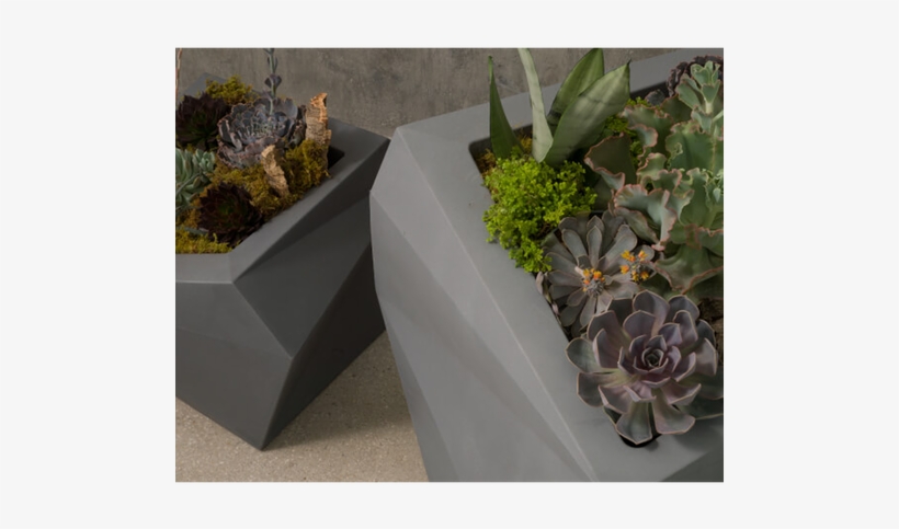 Origami Planter - White Mexican Rose, transparent png download