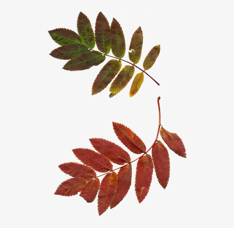 Leaves, Autumn Leaves, Rowan, Clipart, Nature, Plant - Sprig Of Rowan, transparent png download