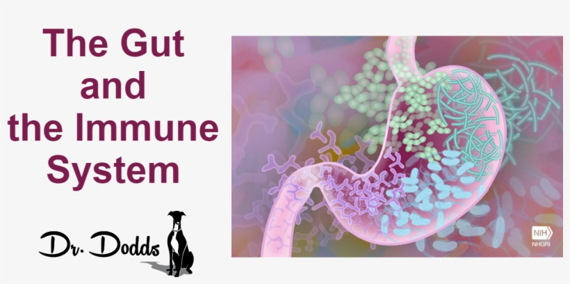 The Interaction Between The Gut And The Immune System - Aging Liver Gut Microbiota, transparent png download