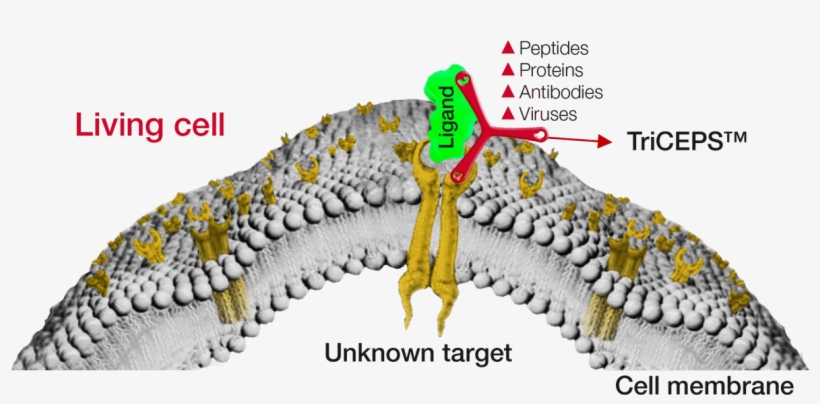 Dualsystems Biotech Ag, transparent png download