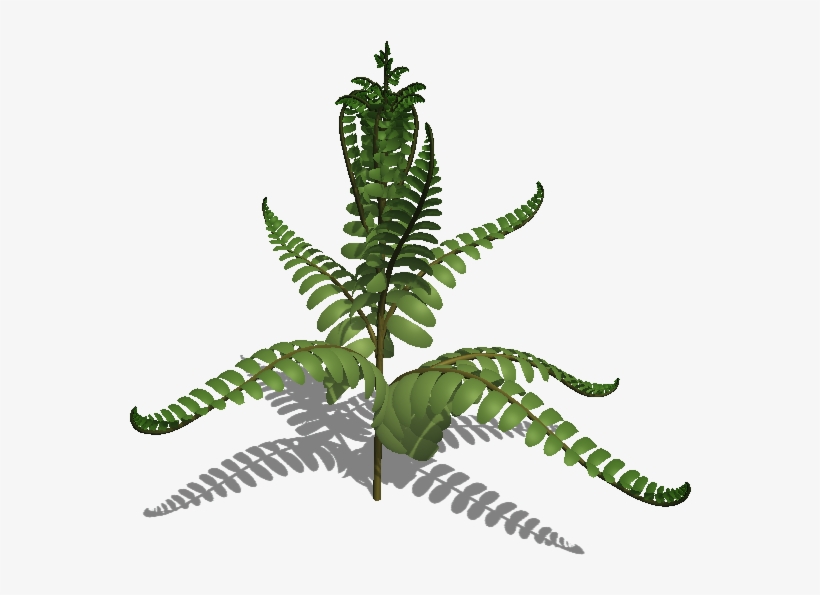 Fern Leaf Colours - Fern, transparent png download