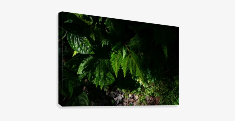 Fern Leaf Canvas Print - Fern, transparent png download