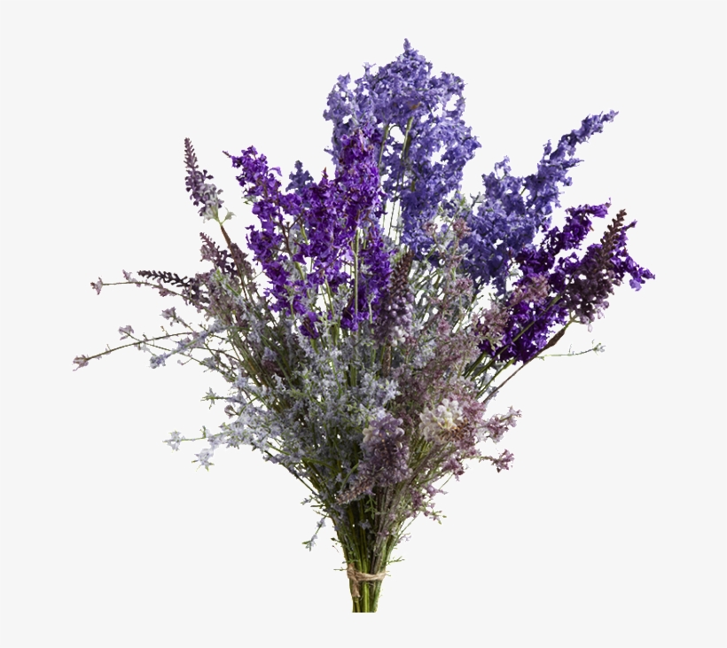 Aa A1 012 V=1452600398 - English Lavender, transparent png download