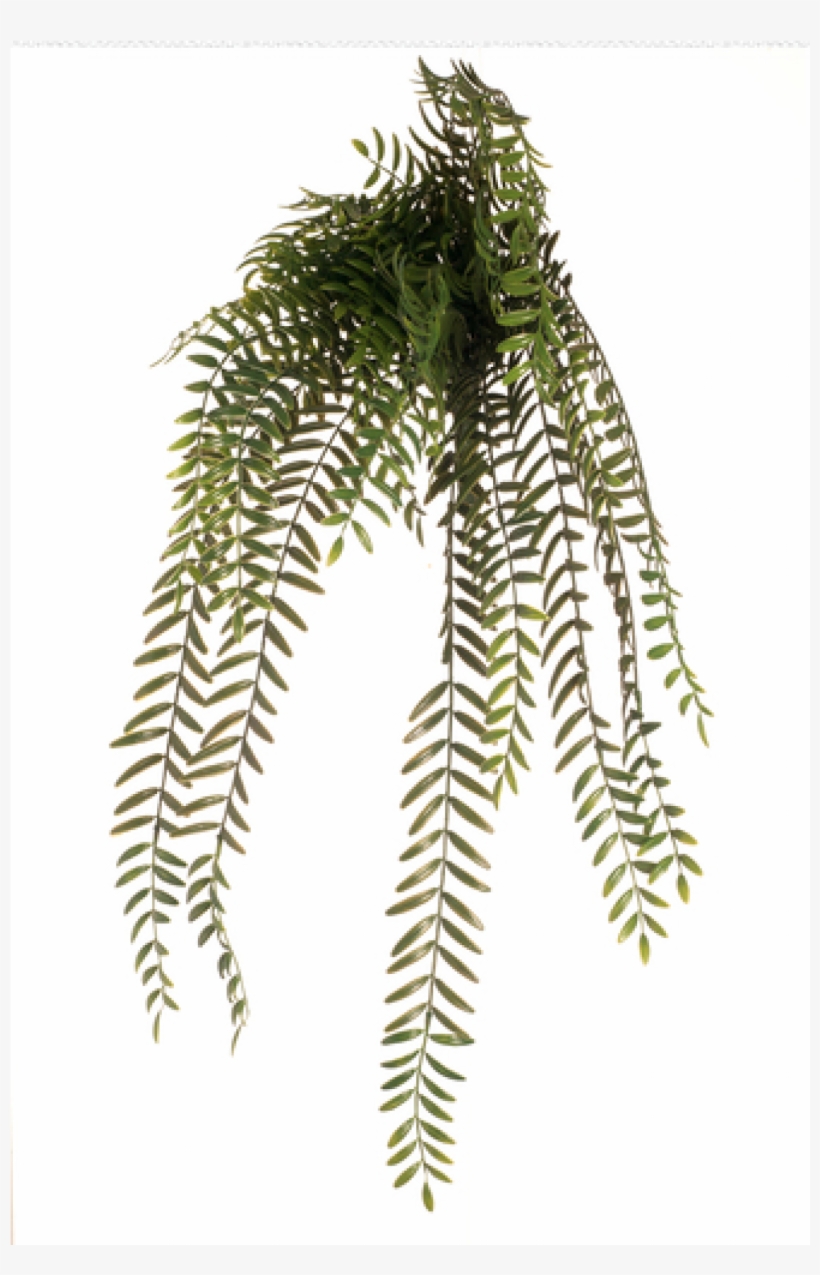 This Columnea Hanging Bush Is A Perfect Planter Filler - Columnea Hanging Bush, transparent png download