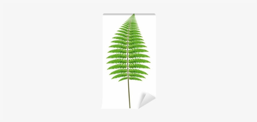 Featured image of post Ferns Vector Png