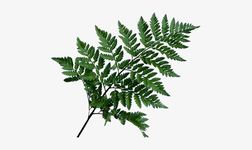 Histoire De La Maison - Lycopodiales, transparent png download