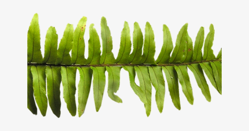 Fern Leaf - Stock.xchng, transparent png download