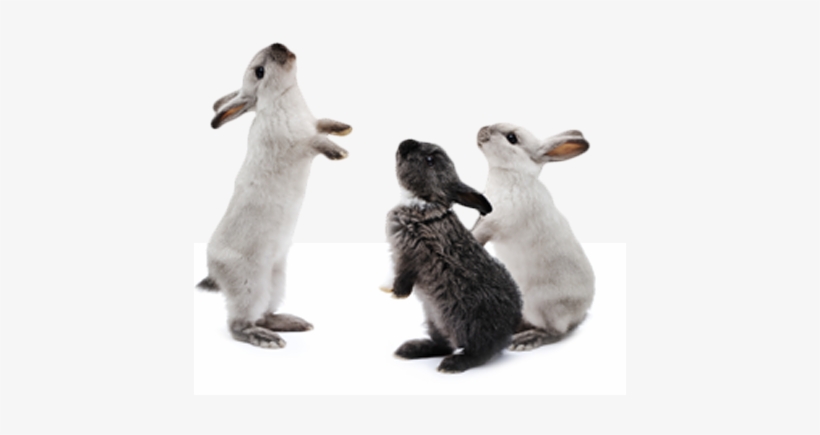 Rabbit-club - Rabbit Png, transparent png download