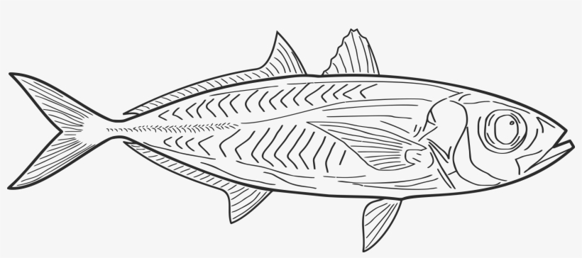 Fish Line Art Clip Transparent - Vis Tekening, transparent png download